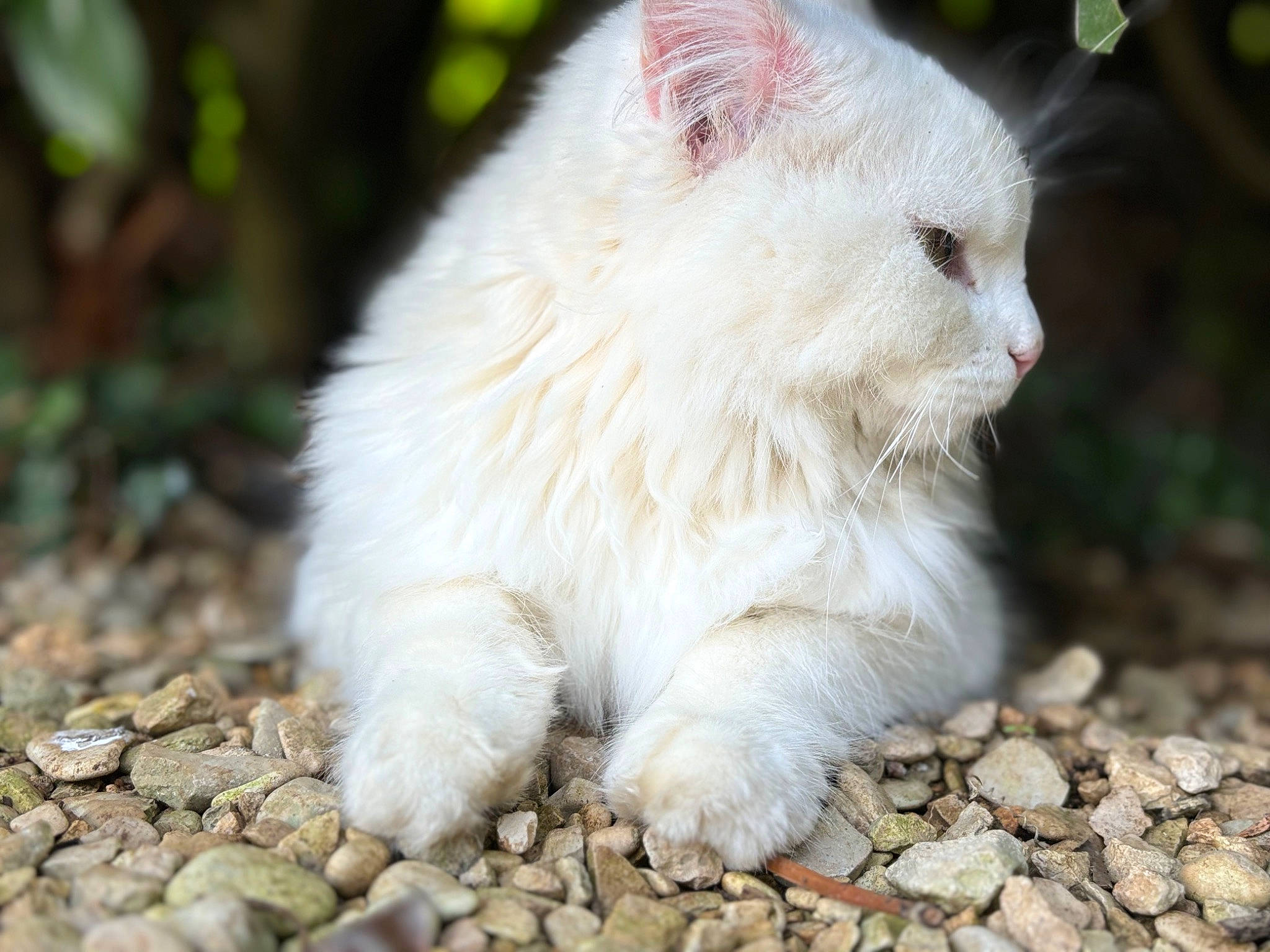 Toufou a rejoint le concours — aidez-le/la à gagner de superbes lots ! carnivore, cat, cobblestone, fawn, felidae, fur, grass, pebble, plant, plant_stem, rubble, small_to_medium_sized_cats, snout, soil, tail, terrestrial_animal, tree, whiskers, wildlife