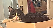 Fugi joined the competition — help win amazing prizes! cat, gray_cat, white_cat, box, cardboard_box, indoor, mirror, reflection, furniture, curious, pet, animal, lying_down, cozy, household_items, domestic, fur, whiskers, relaxed, looking_at_camera