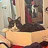 cat, gray_cat, white_cat, box, cardboard_box, indoor, mirror, reflection, furniture, curious, pet, animal, lying_down, cozy, household_items, domestic, fur, whiskers, relaxed, looking_at_camera