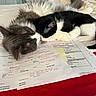 Fugi joined the competition — help win amazing prizes! cat, cats, sleeping, bed, paper, documents, black_and_white_cat, gray_cat, feline, indoor, cozy, nap, fur, resting, closeup, cute, animal, pets, domestic_animal, soft