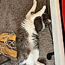 Fugi joined the competition — help win amazing prizes! cat, carpet, indoor, stretching, gray_and_white, fur, paw, sandals, footwear, cord, clutter, relaxed, pet, animal, feline, sleeping_position, household, cozy, floor, white_surface