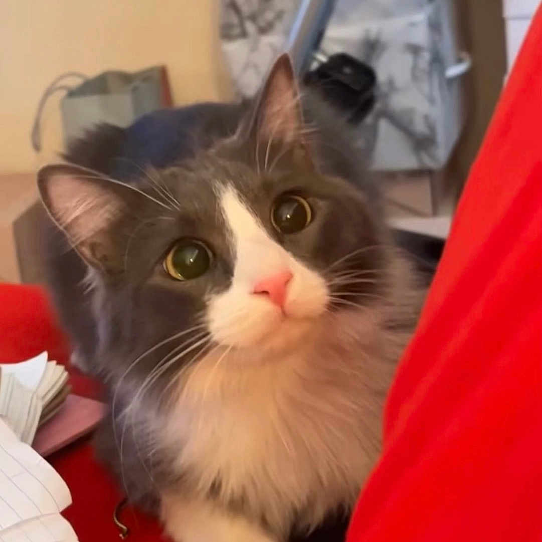 Fugi is registered to the contest to win money with this photo: cat, gray_cat, white_fur, fluffy, pet, indoor, curious, pink_nose, whiskers, close_up, eyes, paw, red_surface, paper, household_items, furniture, domestic, cute, animal, looking