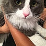cat, gray_cat, white_fur, green_eyes, pink_nose, whiskers, close_up, pet, animal, furry, domestic_cat, hand, holding, calm, curious, indoor, portrait, cute, fluffy, mammal