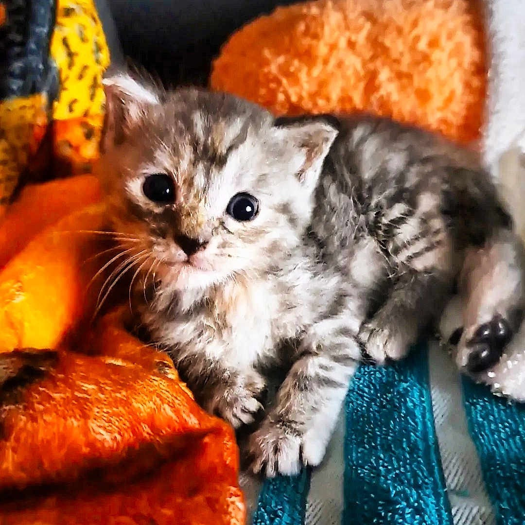 Bella