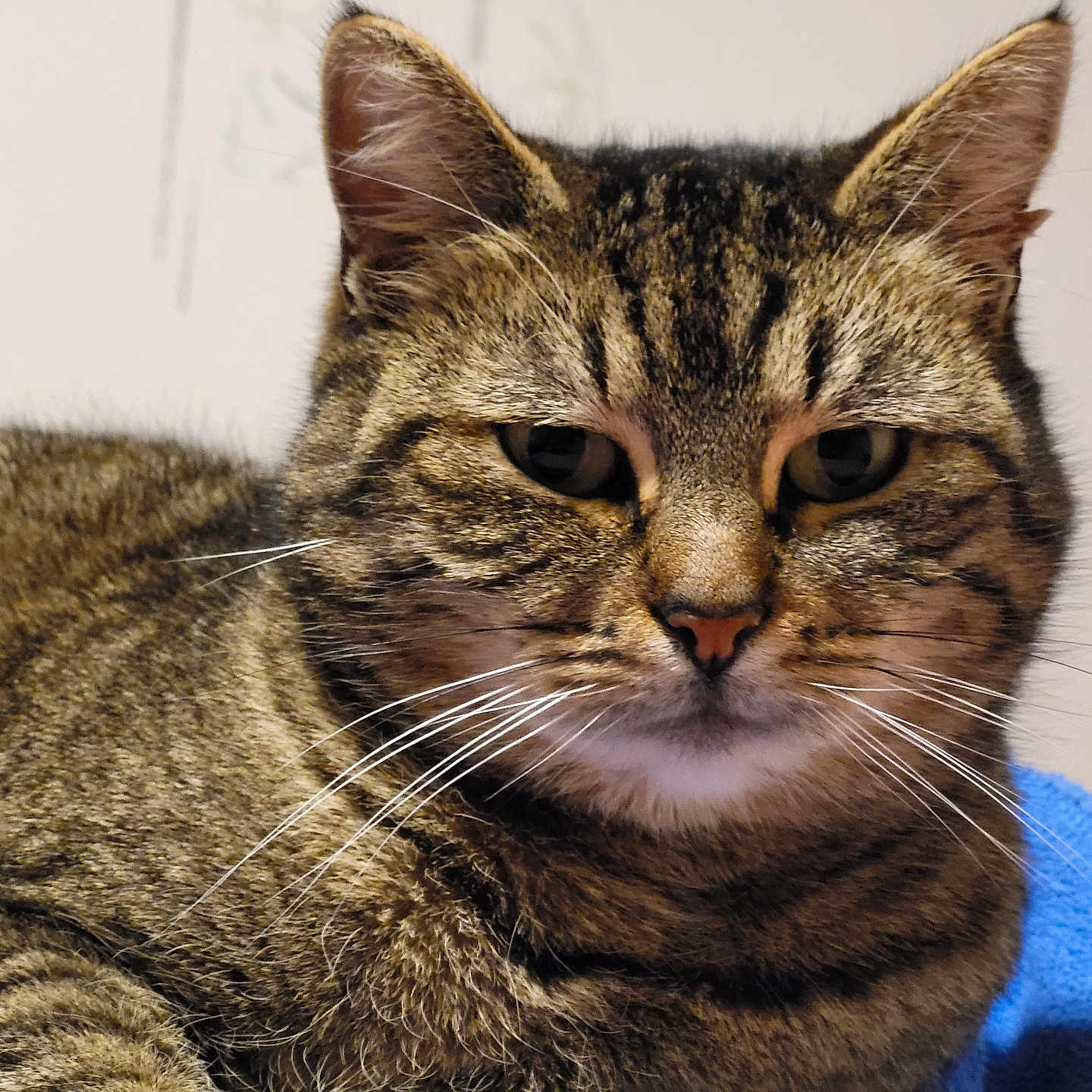 Grisou participe au concours pour gagner de l'argent avec cette photo : abyssinian, animal, cat, egyptiancat, kitten, manx, pet