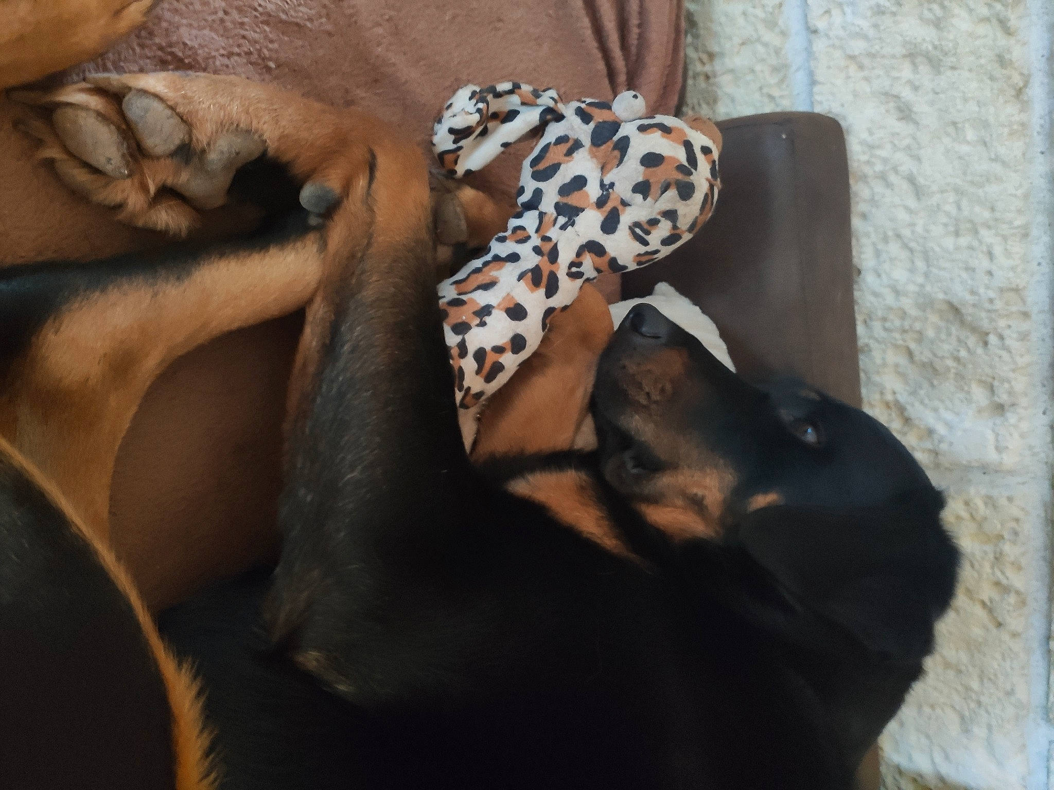 Pooky participe au concours pour gagner de l'argent avec cette photo : canidae, carnivore, comfort, companion_dog, dog, dog_breed, fawn, fur, human_leg, linens, liver, nap, pattern, paw, snout, sporting_group, thigh, toy_dog, whiskers, working_animal