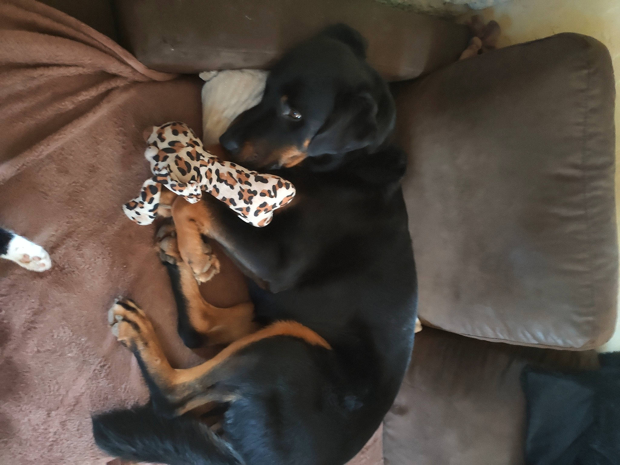 Pooky a rejoint le concours — aidez-le/la à gagner de superbes lots ! canidae, carnivore, comfort, companion_dog, dog, dog_breed, dog_collar, dog_supply, fashion_accessory, fawn, fur, guard_dog, jewellery, linens, liver, non_sporting_group, paw, sporting_group, toy_dog, working_animal