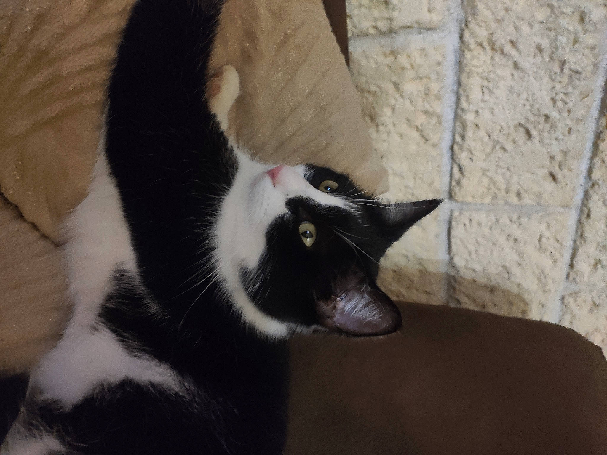 Stuart participe au concours pour gagner de l'argent avec cette photo : carnivore, cat, comfort, domestic_short_haired_cat, felidae, fur, paw, small_to_medium_sized_cats, snout, tail, tree, whiskers, window, wood