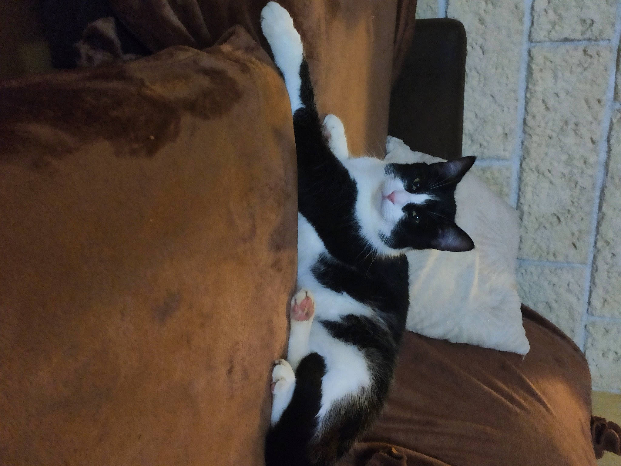 Stuart a rejoint le concours — aidez-le/la à gagner de superbes lots ! canidae, carnivore, cat, cat_supply, comfort, companion_dog, dog_breed, domestic_short_haired_cat, felidae, fur, paw, pet_supply, small_to_medium_sized_cats, snout, sporting_group, tail, terrestrial_animal, tree, whiskers, wood