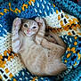 kitten, cat, orange_tabby, paw, crocheted_blanket, basket, cozy, cute, pet, feline, fur, sleepy, raised_paws, soft_texture, indoor, resting, small_animal, domestic_animal, colorful, patterned