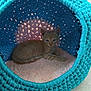 kitten, cat, orange_cat, basket, handmade, knitted, cozy, pet, cute, feline, indoor, soft, cushion, resting, small, animal, curious, comfort, home, furniture