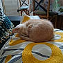 Moustache a rejoint le concours — aidez-le/la à gagner de superbes lots ! kitten, sleeping, orange_cat, pillow, cushion, indoor, wooden_chair, table, tablecloth, home, cozy, fur, pet, resting, cute, animal, small, curled_up, soft, nap