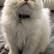 Gizmo joined the competition — help win amazing prizes! cat, white_cat, fluffy, pet, indoor, collar, bell, cute, animal, feline, sitting, curious, soft_fur, close_up, portrait, domestic_animal, whiskers, big_eyes, bed, quilted_surface