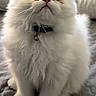 cat, white_cat, fluffy, pet, indoor, collar, bell, cute, animal, feline, sitting, curious, soft_fur, close_up, portrait, domestic_animal, whiskers, big_eyes, bed, quilted_surface