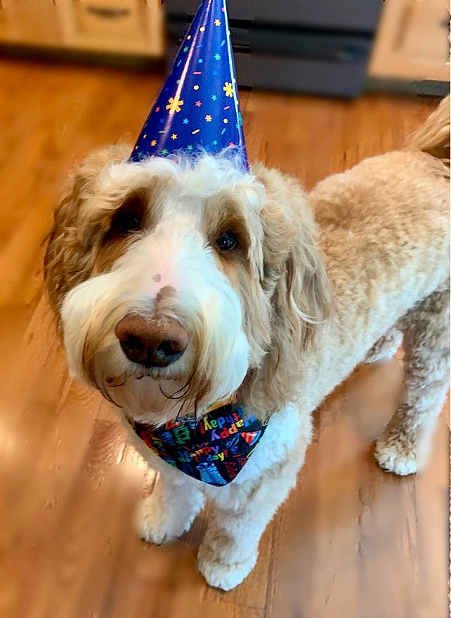 Griffin joined the competition — help win amazing prizes! canidae, carnivore, collar, companion_dog, cone, costume_hat, dog, dog_breed, dog_clothes, dog_collar, dog_supply, fashion_accessory, fawn, fur, leash, party_hat, party_supply, pet_supply, snout, sporting_group