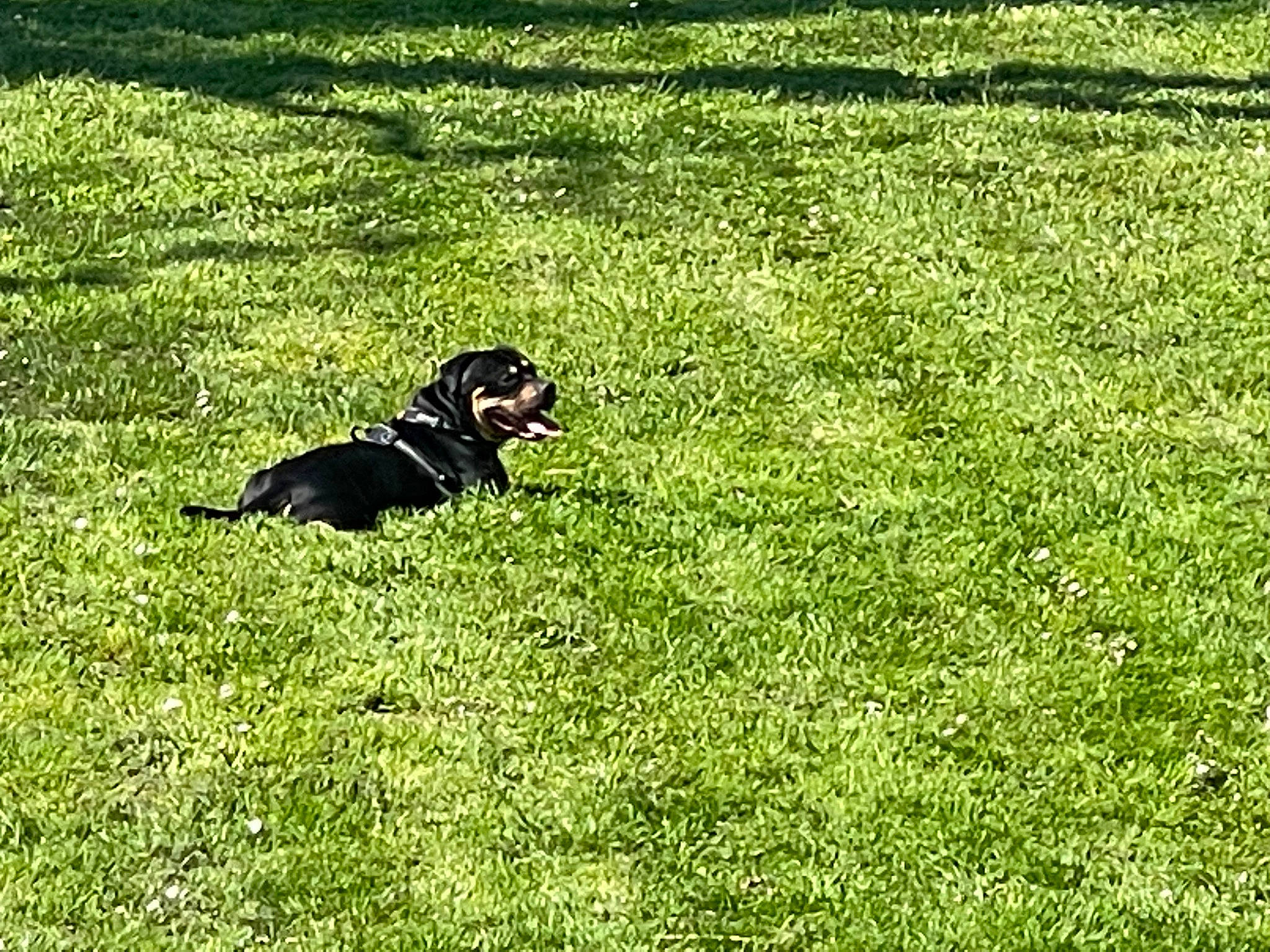Lunatic a rejoint le concours — aidez-le/la à gagner de superbes lots ! carnivore, companion_dog, dog, dog_breed, field, flooring, grass, grassland, groundcover, landscape, lawn, meadow, pasture, people_in_nature, plant, prairie, soil, tail, terrestrial_animal, working_animal