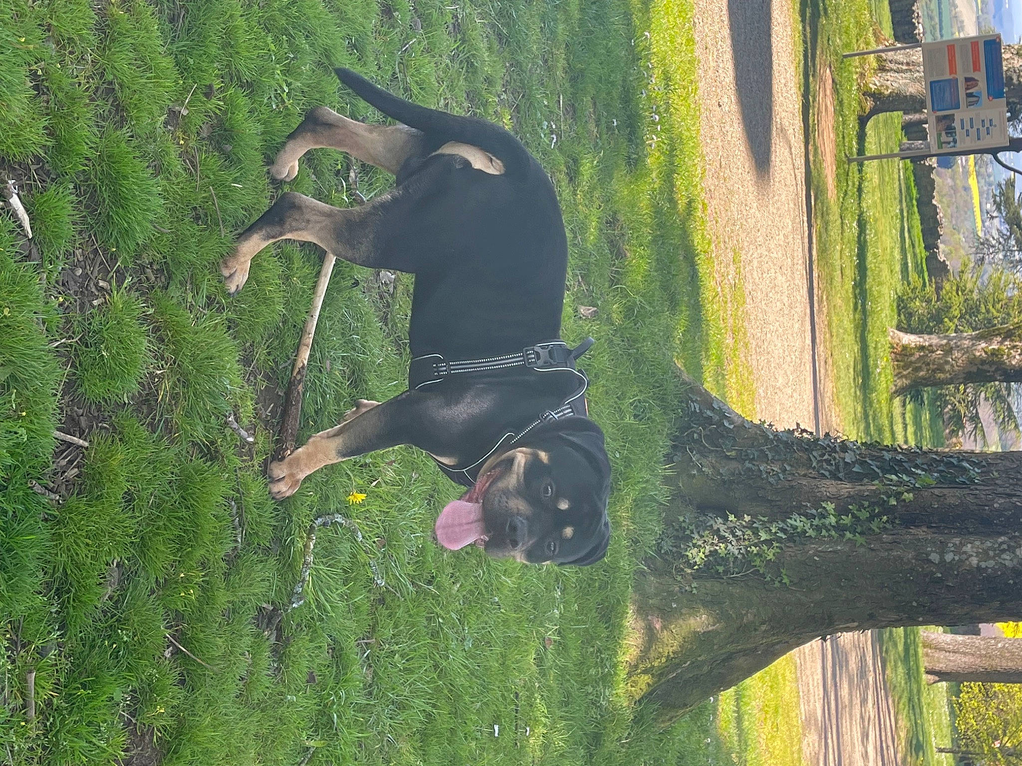 Lunatic a rejoint le concours — aidez-le/la à gagner de superbes lots ! canidae, carnivore, companion_dog, dobermann, dog, dog_breed, fawn, grass, guard_dog, hunting_dog, plant, shrub, sporting_group, tail, terrestrial_plant, tree, trunk, wood, working_animal, working_dog