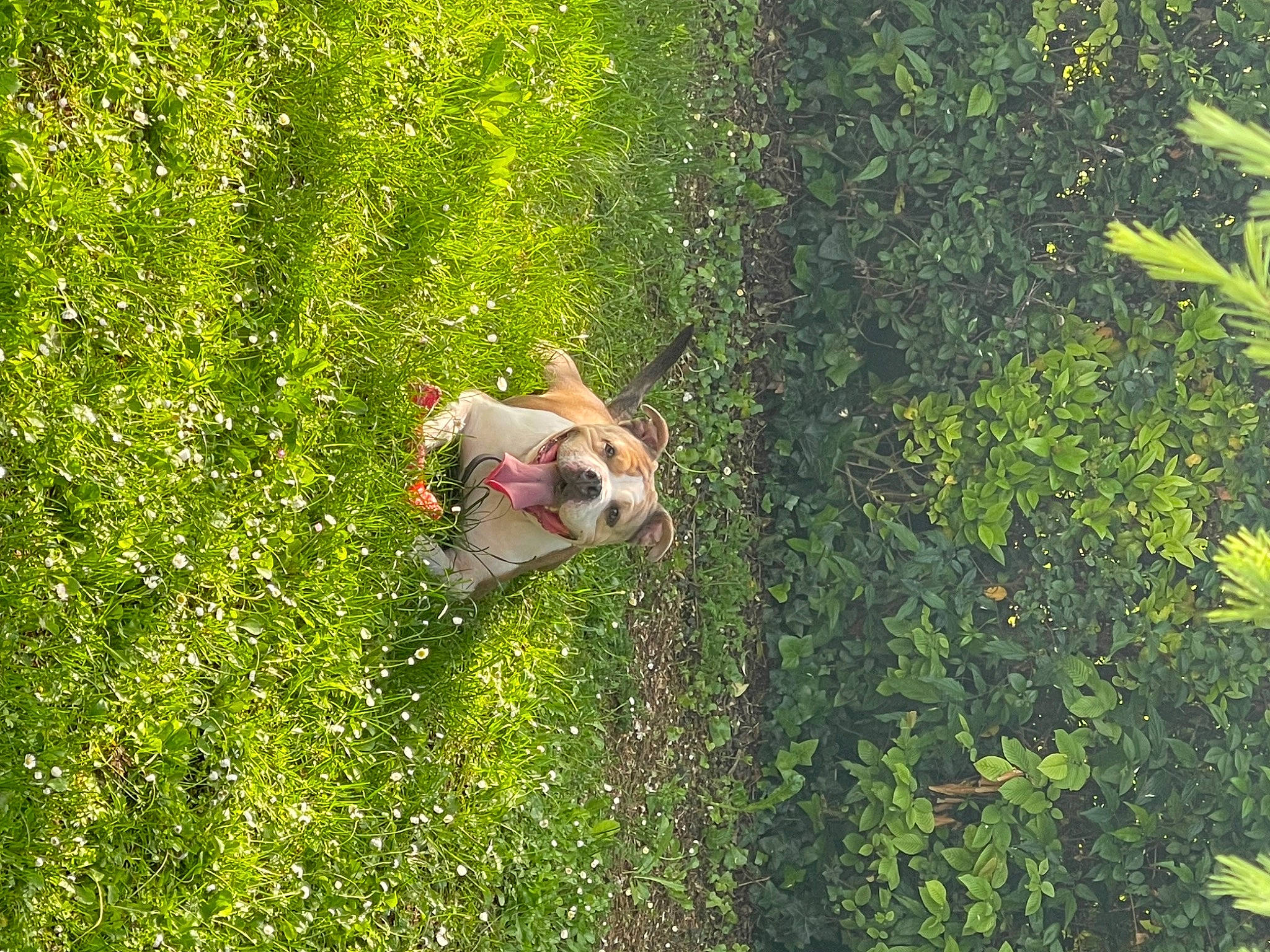 Hyona a rejoint le concours — aidez-le/la à gagner de superbes lots ! carnivore, companion_dog, dog, dog_breed, fawn, forest, grass, grass_family, grassland, groundcover, leisure, natural_landscape, pasture, people_in_nature, plant, plant_community, shrub, sporting_group, sunlight, tree