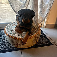 Aïko participe au concours pour gagner de l'argent avec cette photo : rottweiler, puppy, dog, pet, cushion, decorative, indoor, curtain, tile_floor, window, relaxing, animal, young_dog, black_and_tan, floor_mat, home_interior, cozy, resting, domestic_animal, paw
