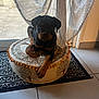 rottweiler, puppy, dog, pet, cushion, decorative, indoor, curtain, tile_floor, window, relaxing, animal, young_dog, black_and_tan, floor_mat, home_interior, cozy, resting, domestic_animal, paw