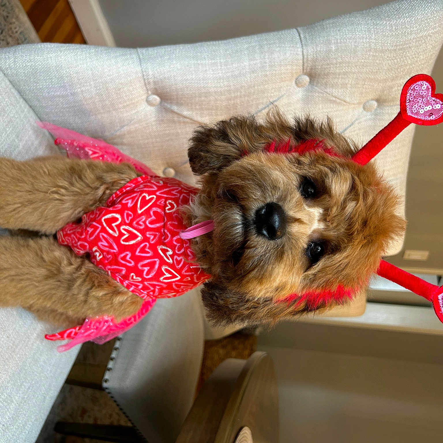 Hazel joined the competition — help win amazing prizes! carnivore, collar, companion_dog, couch, dog, dog_breed, dog_clothes, dog_supply, fawn, fur, pet_supply, pillow, small_terrier, sporting_group, stuffed_toy, terrier, toy, toy_dog, working_animal, yorkshire_terrier