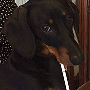 Rose a rejoint le concours — aidez-le/la à gagner de superbes lots ! animal, black_and_tan, companion, curious, cute, dachshund, dog, domestic, ears, face, furniture, indoor, looking, mouth, object, pet, polka_dot, puppy, small_dog, snout