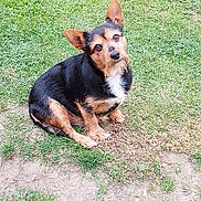 Moukie participe au concours pour gagner de l'argent avec cette photo : dog, small_dog, black_fur, brown_fur, grass, outdoor, pet, animal, curious, head_tilt, sitting, nature, fur, cute, canine, ears, eyes, paw, ground, daylight