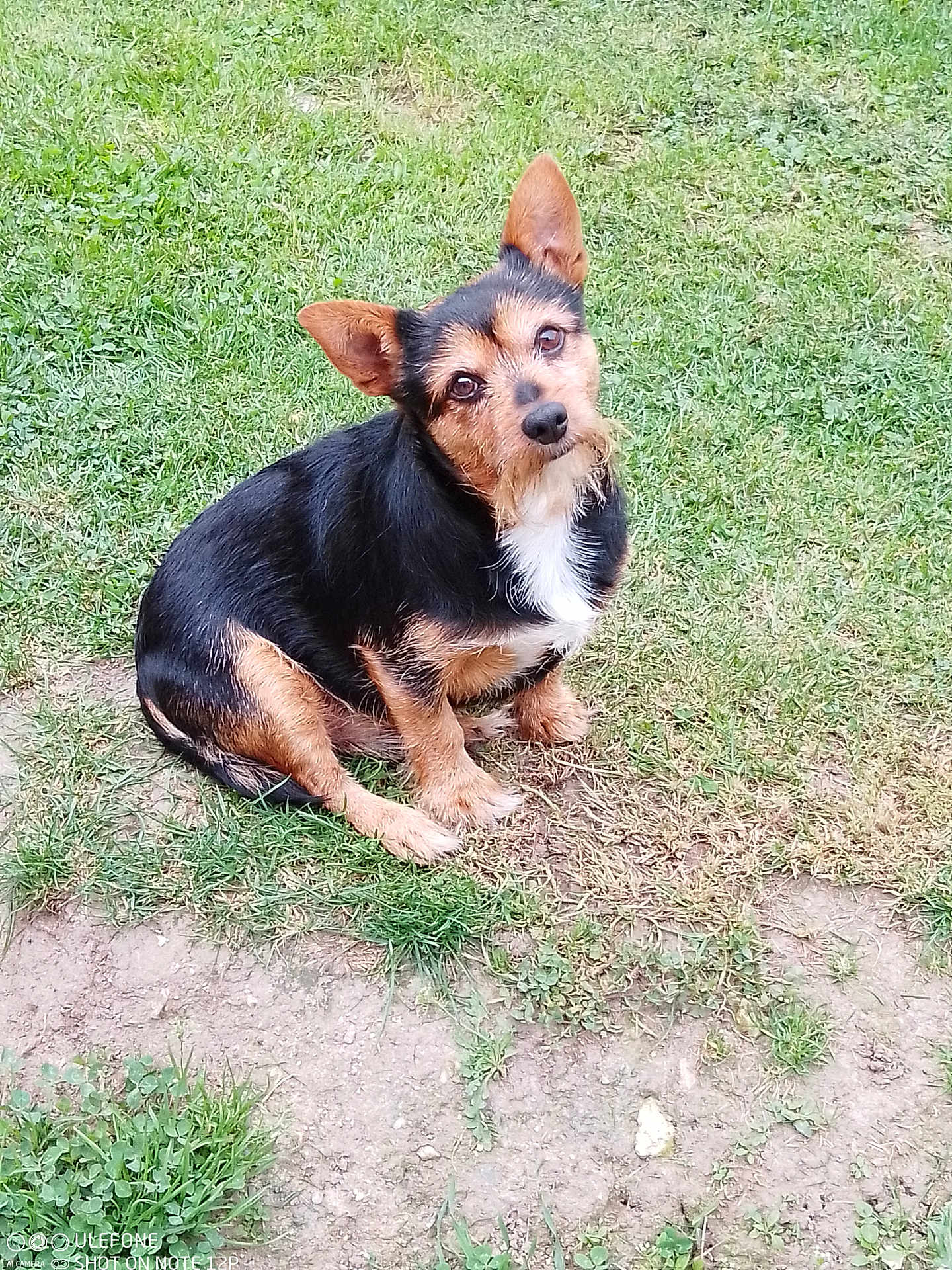 Moukie participe au concours pour gagner de l'argent avec cette photo : dog, small_dog, black_fur, brown_fur, grass, outdoor, pet, animal, curious, head_tilt, sitting, nature, fur, cute, canine, ears, eyes, paw, ground, daylight