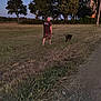 adult, animal, back, canine, clothing, dog, field, footwear, grass, grassland, male, man, nature, outdoors, person, pet, plant, shoe, shorts, tree
