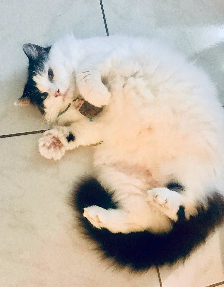 Maddy is registered to the contest to win money with this photo: carnivore, cat, cymric, domestic_long_haired_cat, eye, felidae, fur, kitten, mammal, nose, paw, persian, ragamuffin, ragdoll, skin, small_to_medium_sized_cats, tail, turkish_angora, turkish_van, whiskers