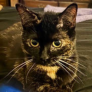Delilah is registered to the contest to win money with this photo: cat, tortoiseshell, close_up, whiskers, yellow_eyes, pet, feline, indoor, resting, fur, animal, portrait, cute, looking, face, ears, soft_light, domestic, relaxed, mammal