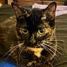 cat, tortoiseshell, close_up, whiskers, yellow_eyes, pet, feline, indoor, resting, fur, animal, portrait, cute, looking, face, ears, soft_light, domestic, relaxed, mammal