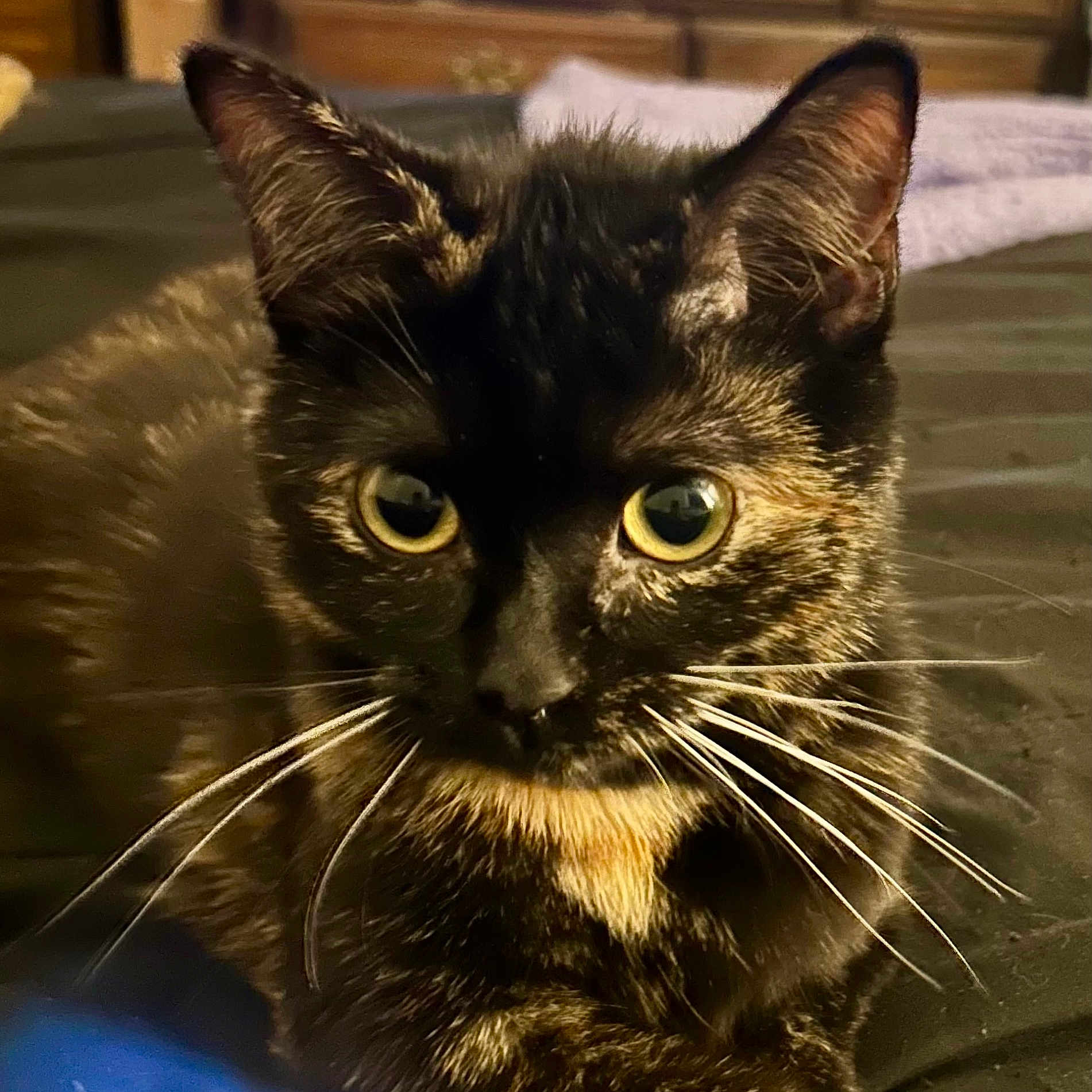 Delilah is registered to the contest to win money with this photo: cat, tortoiseshell, close_up, whiskers, yellow_eyes, pet, feline, indoor, resting, fur, animal, portrait, cute, looking, face, ears, soft_light, domestic, relaxed, mammal