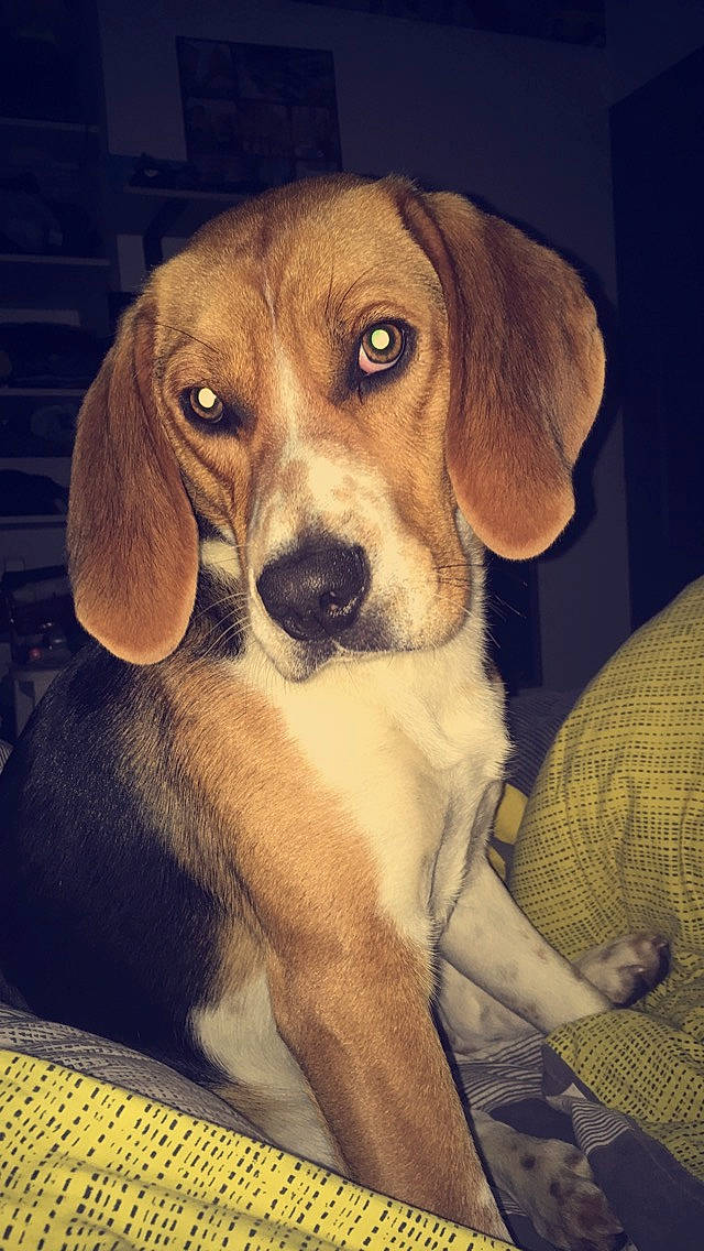 Phalco a rejoint le concours — aidez-le/la à gagner de superbes lots ! american_foxhound, beagador, beagle, beagle_harrier, canidae, carnivore, companion_dog, dog, dog_breed, english_coonhound, estonian_hound, finnish_hound, hamiltonstovare, harrier, mammal, pocket_beagle, puppy, snout, treeing_walker_coonhound, vertebrate