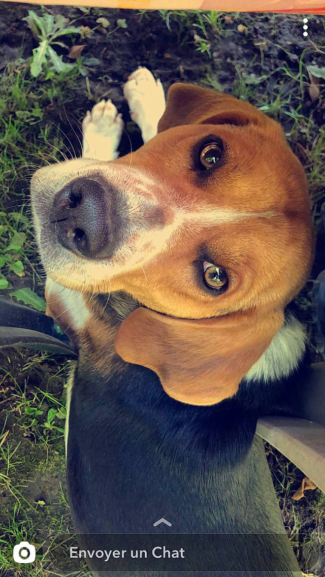 Phalco a rejoint le concours — aidez-le/la à gagner de superbes lots ! american_foxhound, canidae, carnivore, companion_dog, dachshund, dog, dog_breed, english_coonhound, estonian_hound, fawn, harrier, hound, hunting_dog, mammal, mountain_cur, nose, segugio_italiano, snout, vertebrate