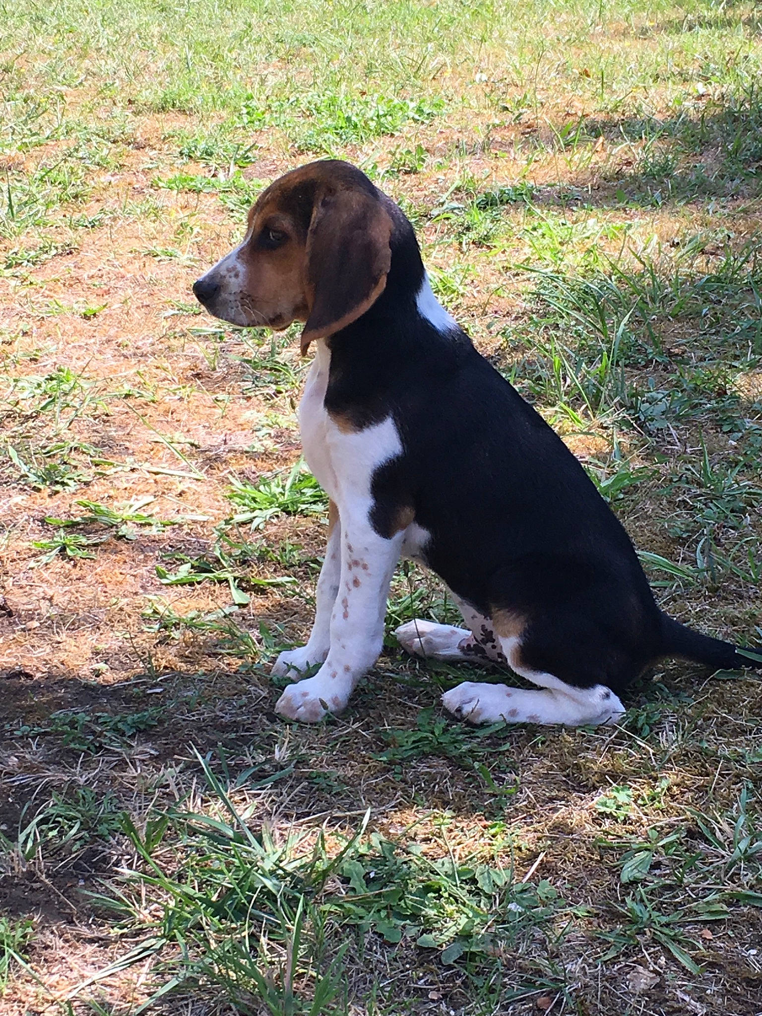 Phalco a rejoint le concours — aidez-le/la à gagner de superbes lots ! american_foxhound, beagle, beagle_harrier, canidae, carnivore, coonhound, dog, dog_breed, estonian_hound, finnish_hound, grand_anglo_francais_tricolore, halden_hound, harrier, hunting_dog, mammal, rare_breed_dog, serbian_tricolour_hound, sporting_group, treeing_walker_coonhound, vertebrate