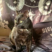 Thackery Binx is registered to the contest to win money with this photo: animal, bed, black_cat, blanket, cat, collar, cozy, cute, domestic, feline, fur, indoor, looking_away, mammal, pet, pillow, portrait, soft_light, whiskers, yellow_eyes