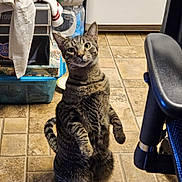 Snickers is registered to the contest to win money with this photo: cat, clutter, curious, ears, feline, floor_tiles, hind_legs, household_items, indoor, kitchen, looking_at_camera, pet, plastic_container, standing, striped_fur, tabby_cat, tail, towels, water_bottles, whiskers
