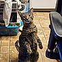 cat, clutter, curious, ears, feline, floor_tiles, hind_legs, household_items, indoor, kitchen, looking_at_camera, pet, plastic_container, standing, striped_fur, tabby_cat, tail, towels, water_bottles, whiskers