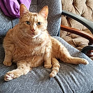 Julie Chute is registered to the contest to win money with this photo: box, cat, chair, cozy, curious, cushioned_chair, domestic_animal, ears, fur, furniture, indoor, living_room, office_chair, orange_tabby, paw, pet, relaxed, tabby, tail, whiskers