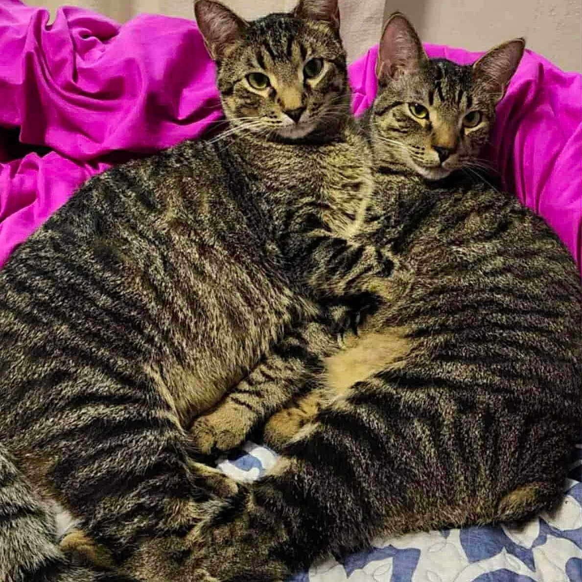 Snickers And Shadow