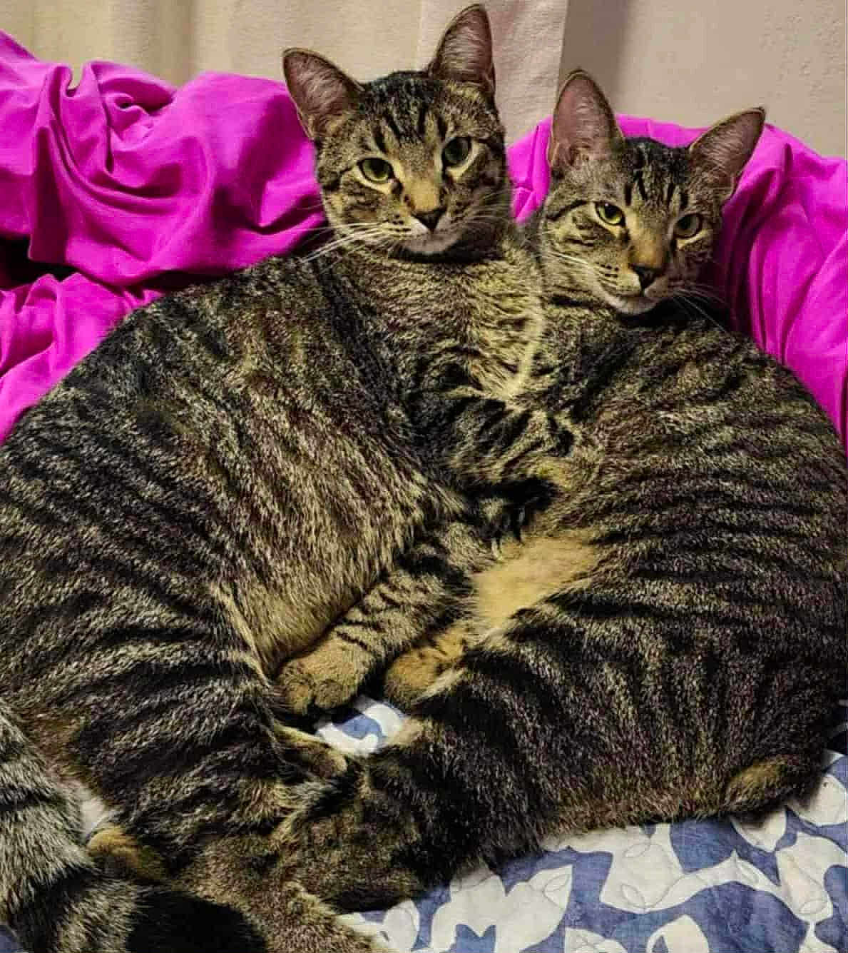 Snickers And Shadow