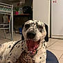 Ipso participe au concours pour gagner de l'argent avec cette photo : dog, spotted_dog, toy, stuffed_toy, cushion, indoor, kitchen, refrigerator, cabinet, table, plant, floor, tile_floor, pet, animal, mouth_open, yawning, black_and_white, happy, resting