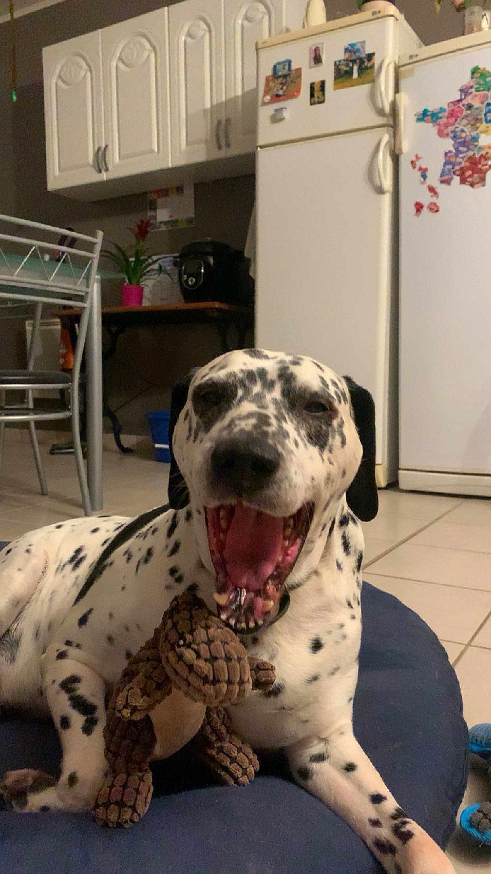 Ipso participe au concours pour gagner de l'argent avec cette photo : dog, spotted_dog, toy, stuffed_toy, cushion, indoor, kitchen, refrigerator, cabinet, table, plant, floor, tile_floor, pet, animal, mouth_open, yawning, black_and_white, happy, resting