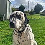 animal, canine, cloudy, collar, dalmatian, daytime, dog, domestic, fence, grass, greenery, mammal, nature, outdoor, pet, shed, sitting, sky, spotted, yard