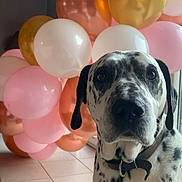 Ipso participe au concours pour gagner de l'argent avec cette photo : dalmatian, dog, indoor, balloons, pink_balloons, white_balloons, gold_balloons, tile_floor, collar, pet, animal, spotty_dog, portrait, decor, celebration, curious, looking_at_camera, house, light, window