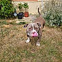 dog, pet, animal, outdoor, garden, grass, potted_plants, brown_dog, licking, tongue_out, cute, canine, plants, nature, summer, yard, fence, leafy, playful, domestic_animal