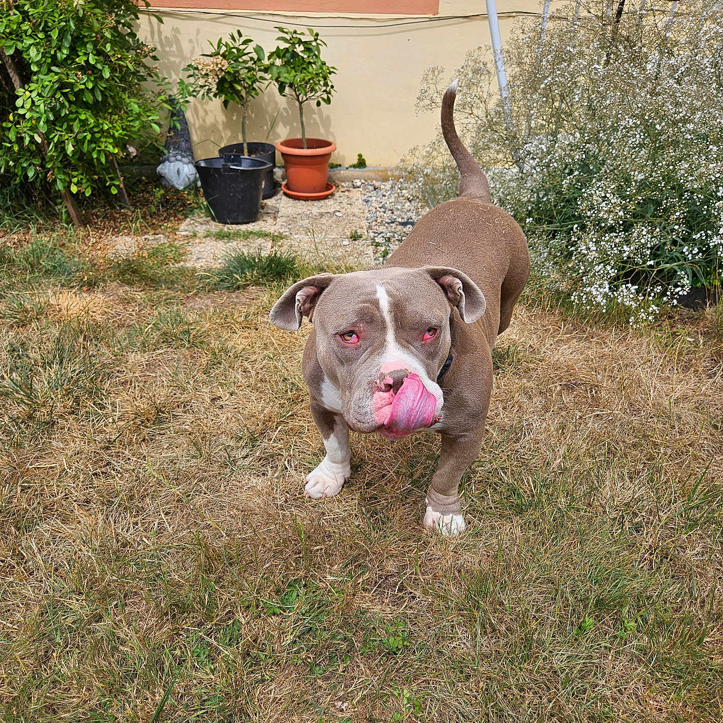Tiago a rejoint le concours — aidez-le/la à gagner de superbes lots ! animal, brown_dog, canine, cute, dog, domestic_animal, fence, garden, grass, leafy, licking, nature, outdoor, pet, plants, playful, potted_plants, summer, tongue_out, yard