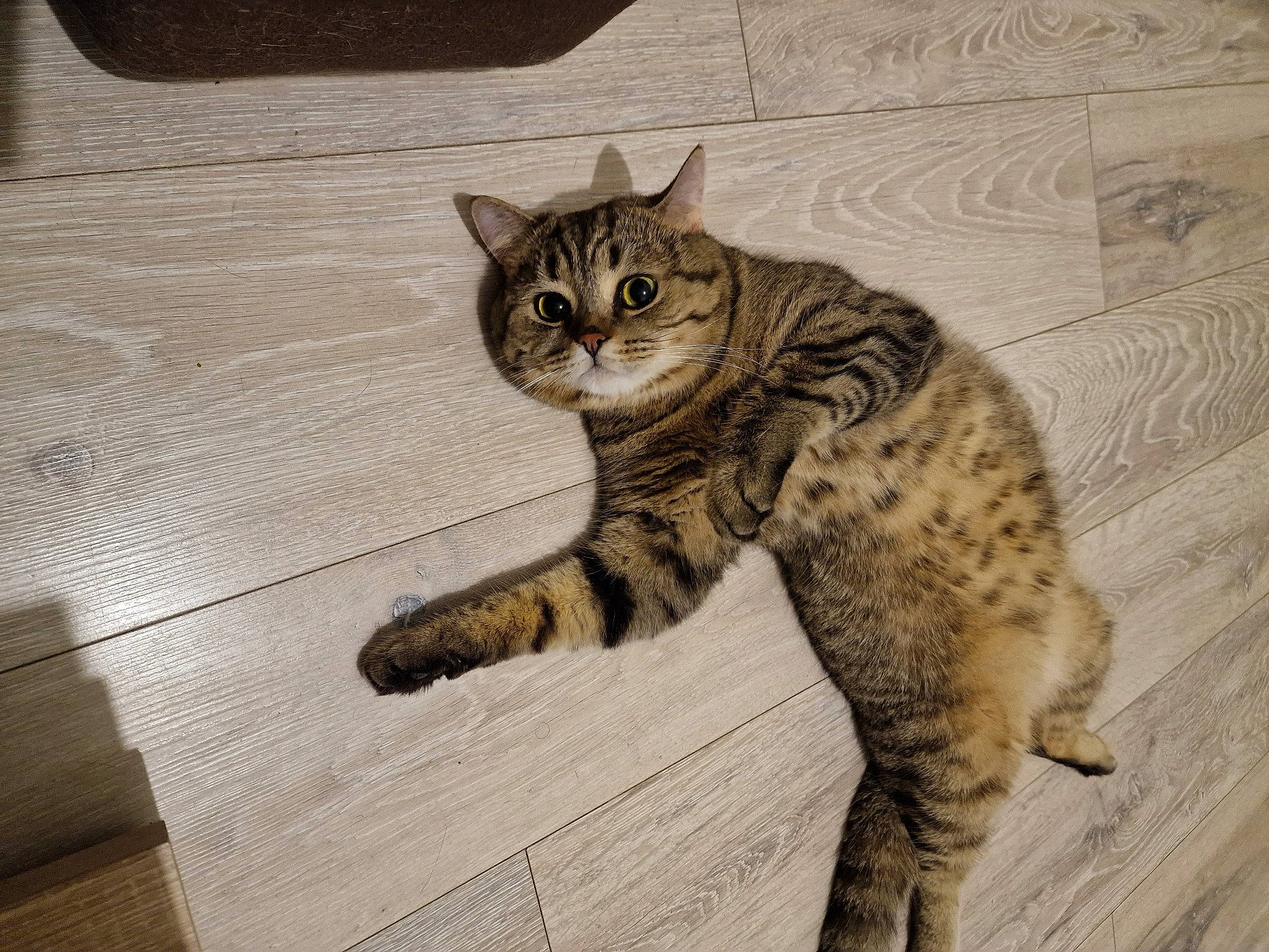 Johnny participe au concours pour gagner de l'argent avec cette photo : carnivore, cat, claw, domestic_short_haired_cat, eye, felidae, foot, fur, head, paw, sitting, small_to_medium_sized_cats, snout, tail, terrestrial_animal, whiskers, wildlife, wood