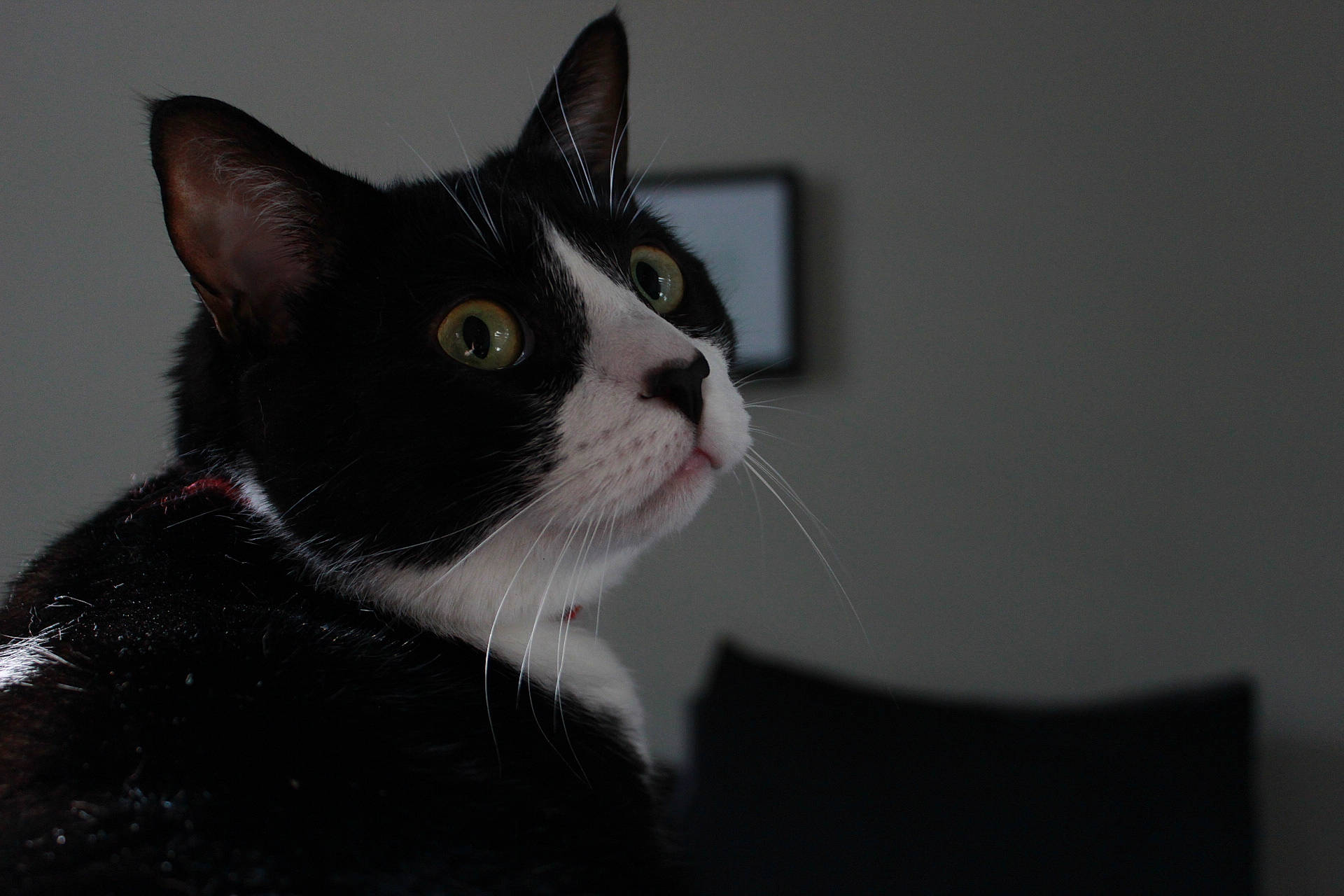 Milo joined the competition — help win amazing prizes! black_cat, carnivore, cat, domestic_short_haired_cat, felidae, fur, monochrome, monochrome_photography, small_to_medium_sized_cats, snout, tail, tree, whiskers, window